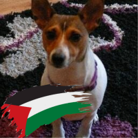 bongo (@bongobelfast) 's Twitter Profile