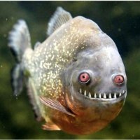 PereMoia (@moiapere) Twitter profile photo