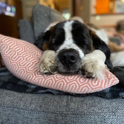 Cubs fan, cannabis activist, Saint Bernard momma