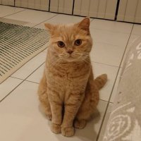 コチャくん🐱 (@britishmacha) Twitter profile photo