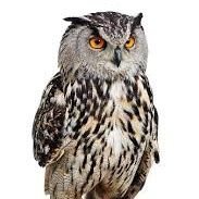 owl86281288's profile picture. 