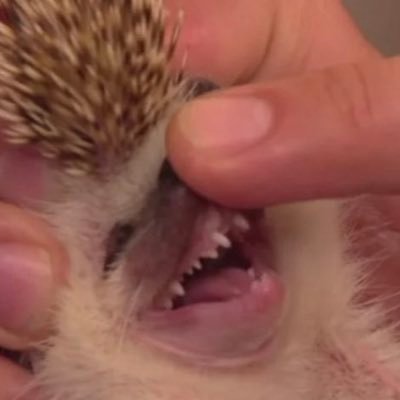 porcospinoIT's profile picture. Переконаний Порохобот. Vag onelove. ЗСУ в серці. 4308у честь і слава.