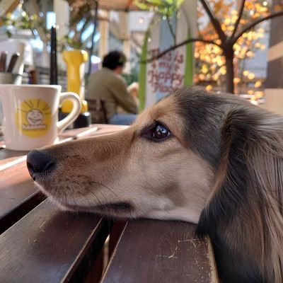 sorajiro_0520's profile picture. カニンヘンダックスのそら♂です。
カニンヘンなのに7キロ超えの不思議。
🎂2018.05.20