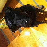 Lachlan Finlayson (@lachyfin) Twitter profile photo