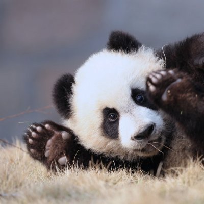 Panda_Paws_ Profile Picture