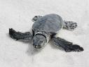 Volunteer turtle trackers searching for sea turtle nests in SW Florida