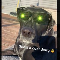 Joey Bones 🦍 (@joeybones6d6) 's Twitter Profile