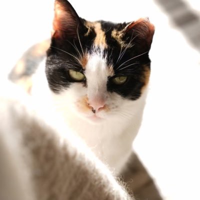 cryptoox3's profile picture. having fun in life.