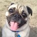 Paws Give Me Purpose Inc. (@pgmp_inc) Twitter profile photo Paws Give Me Purpose Inc. (@pgmp_inc) Twitter profile photo