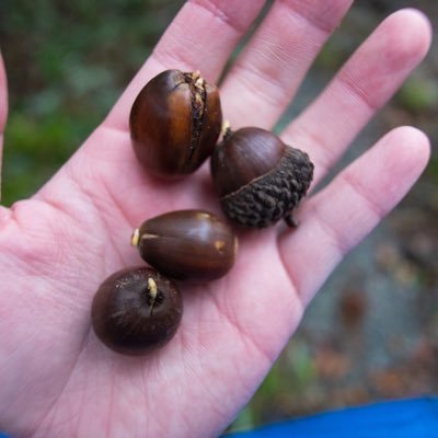 ----福島→群馬→茨城→福島---- 植物そだててます。植物の写真をアップしていますが、誤同定ありましたらご指摘願います。