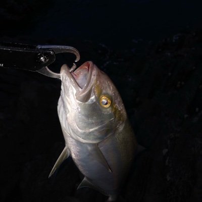 akirsa19's profile picture. ロックショアなど青物好き