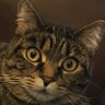 iam_agg's profile picture. Currently hacking on the Humane Ai Pin (previously Vision Pro and Analogue Pocket). Mastodon: https://t.co/BX8F6i31Hu