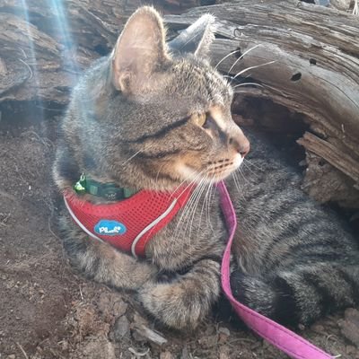 Furthermoore1's profile picture. hello. i'm mostly into crime now. i talk extra quiet to be sneaky, unless i want yoUR FOOD GIVE IT HERE YOU GIVE ME THAT FREAKIN' BOWL I'LL SCREAM AND STEAL GRR