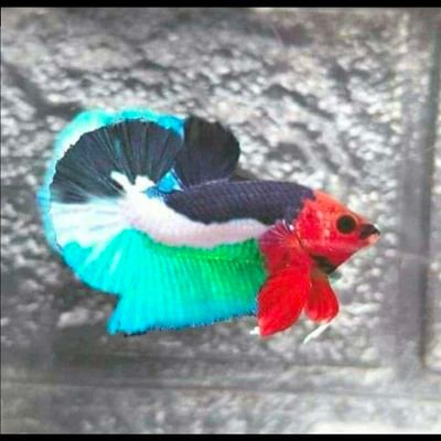 Zack47008259's profile picture. kesedapan,kenikmatan,kepuasan..