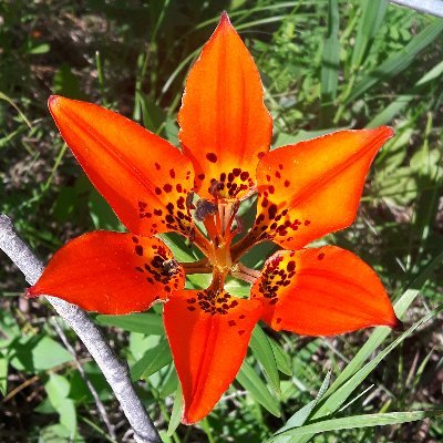 JRKel2's profile picture. Your local nerdy & crafty librarian.