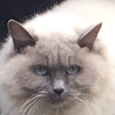 dVcTBNp7Rhs6fhS's profile picture. メインは公式のアカウントをフォローし、そこでの情報を得ていいねするための垢/ジョジョオラドラ,dbdm,FF7EC,ニャンコを好んでプレイします/捨て垢みたいですが、自我を出さないだけなので悪しからず