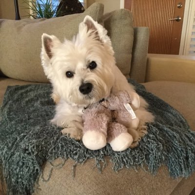 lizr151's profile picture. Believe in democracy and freedom of the press. Mom, wife, dog-lover. Pro-choice, exGOP🇺🇸Religion should never be weaponized. Political violence is abhorrent.