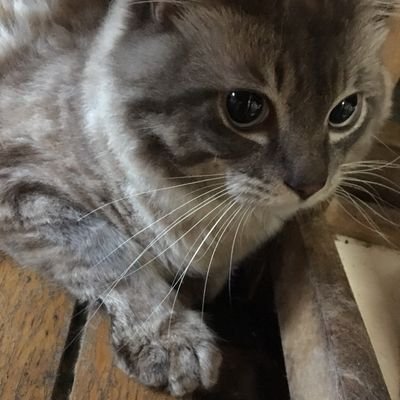 我が家の13匹の猫達の日常を配信していこうと思ってます