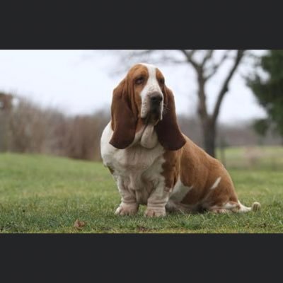 luisp613's profile picture. no porn please no pornografia por favor