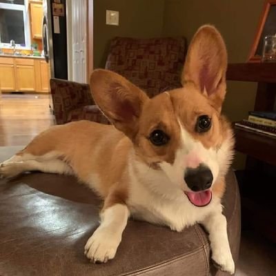 IreneCorgi's profile picture. I love Corgi♥️.