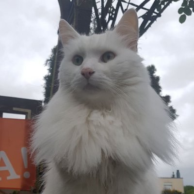 emundem164's profile picture. #afol