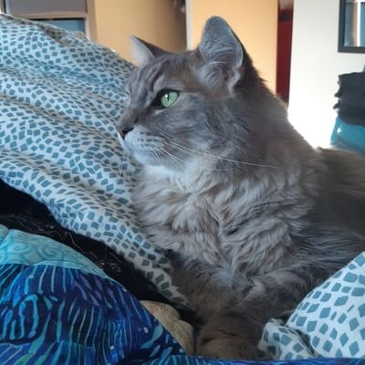 educator, organizer, multilingual learner, childless🐈 lady, purveyor of 'the awful German language', admirer of birds, collector of tabs✌️⚖️🌹✊🌎🌈🇵🇸