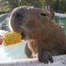 Capybara every hour (@CapybaraHourly) Twitter profile photo