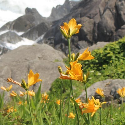 生命環境科学科 八戸工大 いま八戸では アカマツ花粉が散布されまくっております スギ花粉 が終わるとだいたいアカマツのようですよ 車に積もったり 水たまりにある黄色いやつです 八戸市 アカマツ 花粉 生命環境科学科 八戸工大 いま八戸では アカマツ花粉が散布されまくっております スギ花粉 が終わるとだいたいアカマツのようですよ 車に積もったり 水たまりにある黄色いやつです 八戸市 アカマツ 花粉