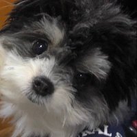 こっぱ2 (@koppaohji2) 's Twitter Profile Photo