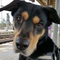 wobfighter (@wobfighter) 's Twitter Profile