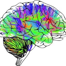 LNCD_Pitt's profile picture. Laboratory of Neurocognitive Development under the mentorship of Dr. Beatriz Luna |  University of Pittsburgh