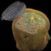 Brain Stimulation and Cognition Laboratory (@sack_bsclab) Twitter profile photo