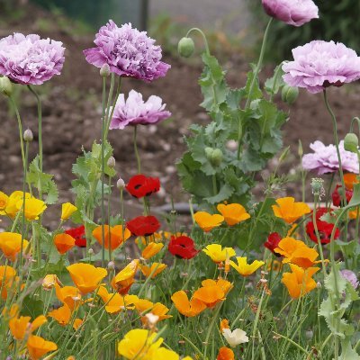 LockleyFrank's profile picture. EOHO volunteer for Commonwealth War Graves Commission, tweets mostly about war graves around Wolverhampton.