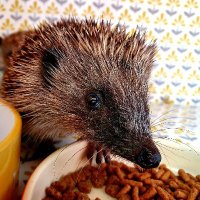 Barnacle Hedgehog Rescue(@barnaclehedgeh1) 's Twitter Profileg