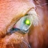 L'Occhio Del Cavallo 🚀💎🦍 (@delocchio) 's Twitter Profile