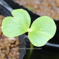 waterplantslover (@waterplantslov1) Twitter profile photo