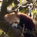 The Red Panda (@me_Red_Panda) Twitter profile photo
