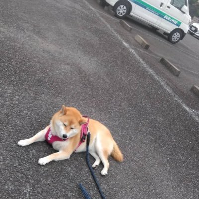 薬剤師💊医療情報技師🌱漢方薬生薬認定薬剤師 カメラ/電車(撮り鉄・廃線鉄)/スヌーピー/歌う/MTB/湧き水/散歩/暗渠/河岸段丘/ 低山ハイク/アロマ/ハーブ/ドラム/DTM/手帳/機能性発声障害/ジストニア/書痙✍️90%治癒!/【毒】病み垢です/カサンドラ/聖徳大学通信心理福祉学部/口が悪いです