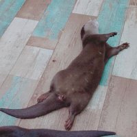 そぬ (@sonusonu285) 's Twitter Profile