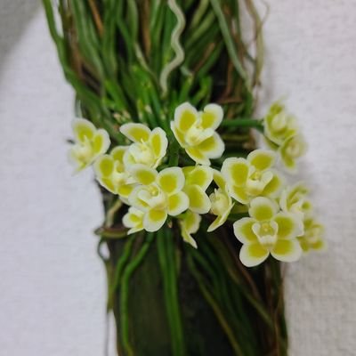 趣味垢
原神　ボードゲーム　園芸　生物のごった煮アカウント。
洋蘭と食虫植物を栽培しています
バンダ、アングレカム、フラグミコバチーが好きです

京大遊戯王サークル/バスターの翁

 @takechan_mrmt←本垢