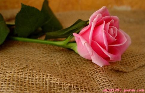 ShemyHady's profile picture. 