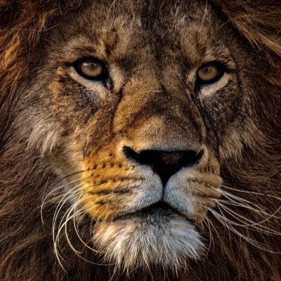 武井壮ライオンチャンネル 切り抜き Lionsotakei Twitter 武井壮ライオンチャンネル 切り抜き Lionsotakei Twitter