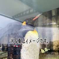 Azuki (@m5_yama) 's Twitter Profile