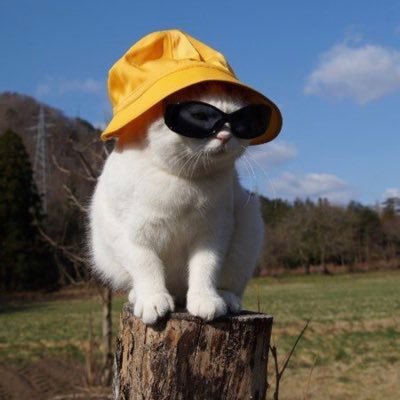 katerinabonita's profile picture. fineapple & hot tub girl