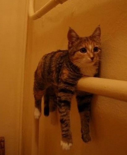 すねこ Gasuneko Twitter