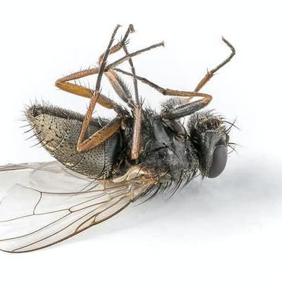 frustrerte's profile picture. Hva er det med vinduskarmen som er så jævlig farlig for en flue? Virker da vitterlig som trygt sted!