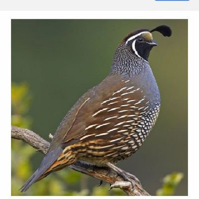 Quail23511859's profile picture. technology and business