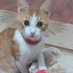 Benim Adım Şans (@fipli_kedi_sans) Twitter profile photo Benim Adım Şans (@fipli_kedi_sans) Twitter profile photo
