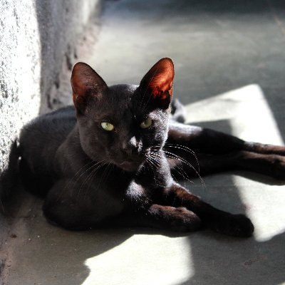 Amante de los gatos, sobre todo, de Nesti, mi gato. Los gatos no atraen la mala suerte, la ignorancia sí. 😺