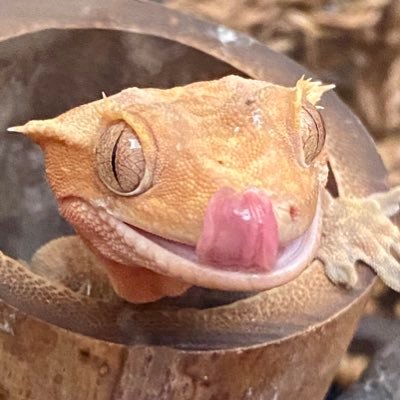 unclekevdog1's profile picture. Twitter is, was, and always will be, the toilet of the internet.